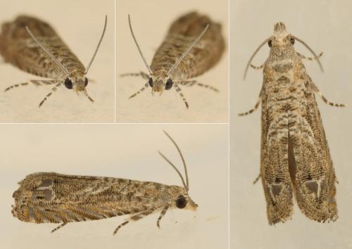 Selania resedana